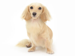 エムドッグス,動物プロダクション,ペットモデル,ペットタレント,モデル犬,タレント犬,カニンヘンダックスフンド,ウェンディ