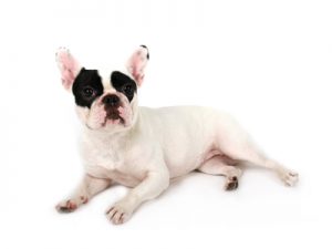 ターミネーターと恋しちゃったら出演,動物プロダクション,ペットモデル,ペットタレント,モデル犬,タレント犬,フレンチブルドッグ,小雪