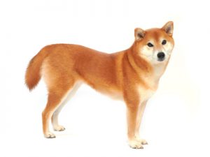 エムドッグス,動物プロダクション,ペットモデル,ペットタレント,モデル犬,タレント犬,柴犬,こなつ