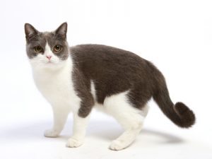 エムドッグス,動物プロダクション,ペットモデル,ペットタレント,モデル猫,タレント猫,ブリティッシュショートヘア,瑠璃