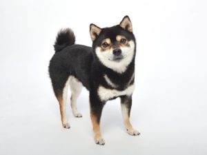 エムドッグス,動物プロダクション,ペットモデル,ペットタレント,モデル犬,タレント犬,柴犬,あおば