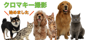 動物プロダクション,エムドッグス,ペットモデル,クロマキー撮影