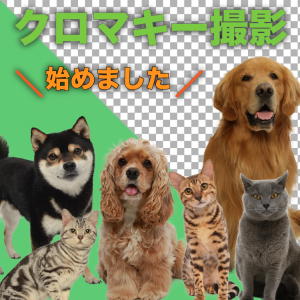 動物プロダクション,エムドッグス,ペットモデル,クロマキー撮影