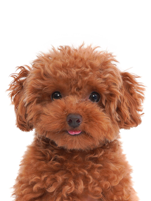 エムドッグス,動物プロダクション,ペットモデル,ペットタレント,モデル犬,タレント犬,トイプードル,アムル