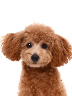エムドッグス,動物プロダクション,ペットモデル,ペットタレント,モデル犬,タレント犬,トイプードル,るび