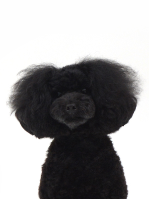 エムドッグス,動物プロダクション,ペットモデル,ペットタレント,モデル犬,タレント犬,トイプードル,真次胡伍(まつぐここ)