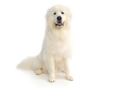 パリン ペットモデル 動物プロダクション エムドッグス ペットモデル タレント犬 タレント猫 パリン ペットモデル 動物プロダクション エムドッグス ペットモデル タレント犬 タレント猫