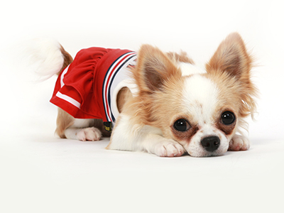 エムドッグス,動物プロダクション,ペットモデル,モデル犬,チワワ,くぅ