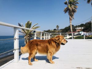 エムドッグス,動物プロダクション,ペットモデル,モデル犬,ゴールデンレトリバー,ゼウス