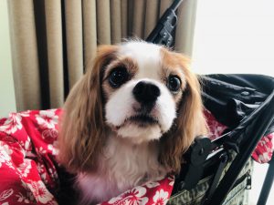 動物プロダクション,エムドッグス,ペットモデル,タレント犬,キャバリアキングチャールズスパニエル,まろん