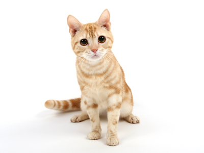 エムドッグス,動物プロダクション,ペットモデル,モデル猫,アメリカンショートヘアー,虎鉄(こてつ)