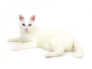 エムドッグス,動物プロダクション,ペットモデル,ペットタレント,モデル猫,タレント猫,MIX猫,にじ
