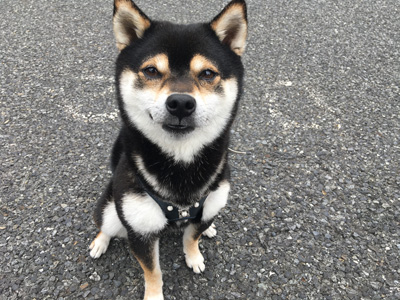 映画のオーディションにペットモデル5頭と参加してきました ペットモデル 動物プロダクション エムドッグス ペットモデル タレント犬 タレント猫 映画のオーディションにペットモデル5頭と参加してきました ペットモデル 動物プロダクション エムドッグス ペットモデル タレント犬 タレント猫