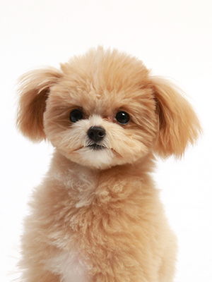 エムドッグス,動物プロダクション,ペットモデル,ペットタレント,モデル犬,タレント犬,MIX犬,ティア
