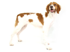 エムドッグス,動物プロダクション,ペットモデル,ペットタレント,モデル犬,タレント犬,ブリタニースパニエル,リゼ