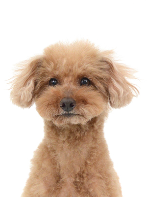 エムドッグス,動物プロダクション,ペットモデル,モデル犬,タレント犬,トイプードル,茶太,ちゃた