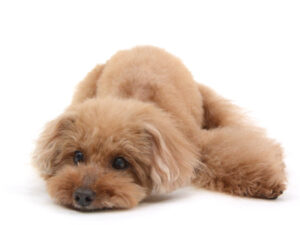エムドッグス,動物プロダクション,ペットモデル,モデル犬,タレント犬,トイプードル,茶太,ちゃた