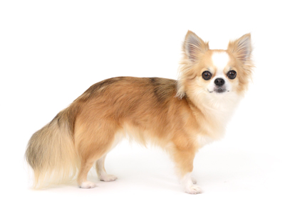 エムドッグス,動物プロダクション,ペットモデル,ペットタレント,モデル犬,タレント犬,チワワ,いろは