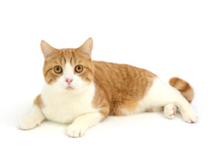 エムドッグス,動物プロダクション,ペットモデル,ペットタレント,モデル猫,タレント猫,スコティッシュフォールド,茶太郎,ちゃたろう