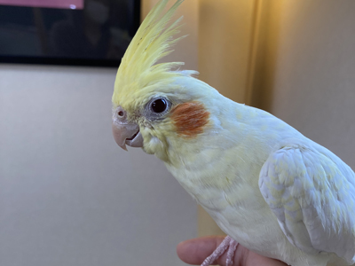 エムドッグス,動物プロダクション,ペットモデル,ペットタレント,オカメインコ