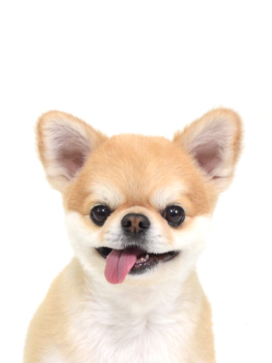 チワワ ペットモデル 動物プロダクション エムドッグス ペットモデル タレント犬 タレント猫