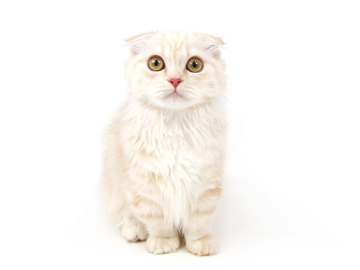 わたあめ ペットモデル 動物プロダクション エムドッグス ペットモデル タレント犬 タレント猫