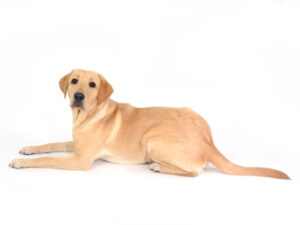TV-CM日本盲導犬協会,動物プロダクション,ペットモデル,ペットタレント,モデル犬,タレント犬,ラブラドールレトリーバー,きなこ