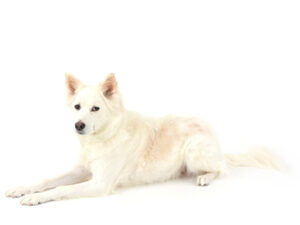 エムドッグス,動物プロダクション,ペットモデル,ペットタレント,モデル犬,タレント犬,MIX犬,銀牙,ぎんが