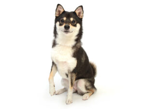 エムドッグス,動物プロダクション,ペットモデル,ペットタレント,モデル犬,タレント犬,柴犬,桜音,おと