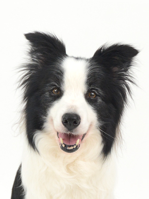 エムドッグス,動物プロダクション,ペットモデル,モデル犬,タレント犬,ボーダーコリー,BAZZ,バズ