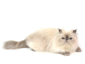 エムドッグス,動物プロダクション,ペットモデル,ペットタレント,モデル猫,タレント猫,エキゾチックロングへアー,alto,アルト