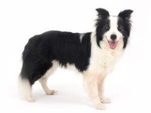 エムドッグス,動物プロダクション,ペットモデル,モデル犬,タレント犬,ボーダーコリー,BAZZ,バズ