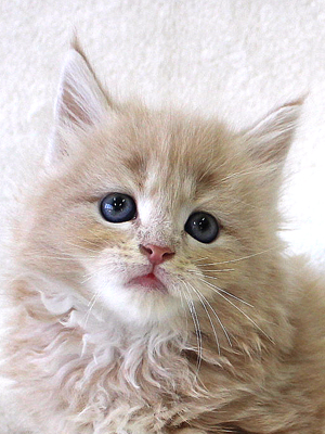 スコティッシュフォールド ペットモデル・動物プロダクション エム