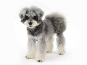 エムドッグス,動物プロダクション,ペットモデル,ペットタレント,モデル犬,タレント犬,ミニチュアシュナウザー,メッチェンバウム