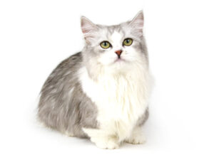 エムドッグス,動物プロダクション,ペットモデル,ペットタレント,モデル猫,タレント猫,ラムキン,EarlGrey,アールグレイ