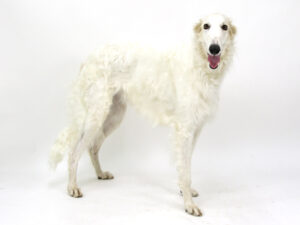 エムドッグス,動物プロダクション,ペットモデル,ペットタレント,モデル犬,タレント犬,ボルゾイ,モナ