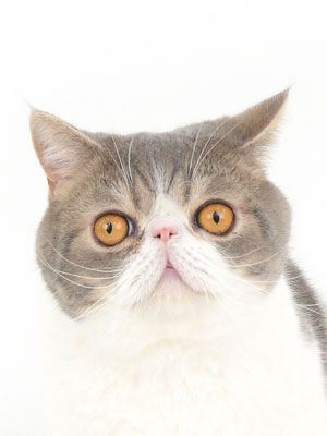 エムドッグス,動物プロダクション,ペットモデル,ペットタレント,モデル猫,タレント猫,エキゾチックショートヘア,ロッチ