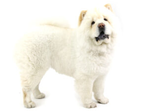 エムドッグス,動物プロダクション,ペットモデル,ペットタレント,モデル犬,タレント犬,チャウチャウ,コットン