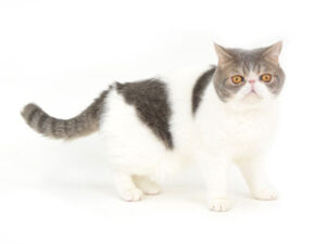 エムドッグス,動物プロダクション,ペットモデル,ペットタレント,モデル猫,タレント猫,エキゾチックショートヘア,ロッチ