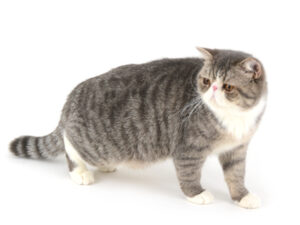 エムドッグス,動物プロダクション,ペットモデル,ペットタレント,モデル猫,タレント猫,エキゾチックショートヘア,ぼーろ