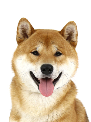 柴犬 ペットモデル 動物プロダクション エムドッグス ペットモデル タレント犬 タレント猫