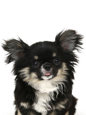 エムドッグス,動物プロダクション,ペットモデル,ペットタレント,モデル犬,タレント犬,チワワ,pino,ピノ