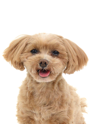 エムドッグス,動物プロダクション,ペットモデル,モデル犬,タレント犬,MIX犬,める