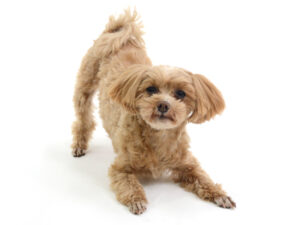 エムドッグス,動物プロダクション,ペットモデル,モデル犬,タレント犬,MIX犬,める