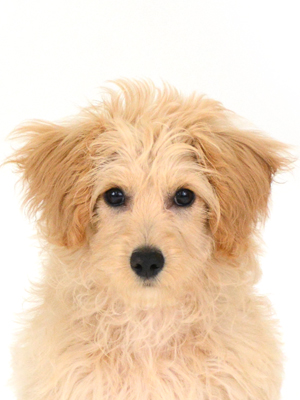 エムドッグス,動物プロダクション,ペットモデル,ペットタレント,モデル犬,タレント犬,MIX犬,きなこ