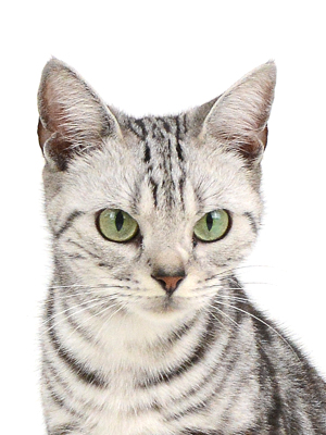 動物プロダクション エムドッグス ペットモデル ソル