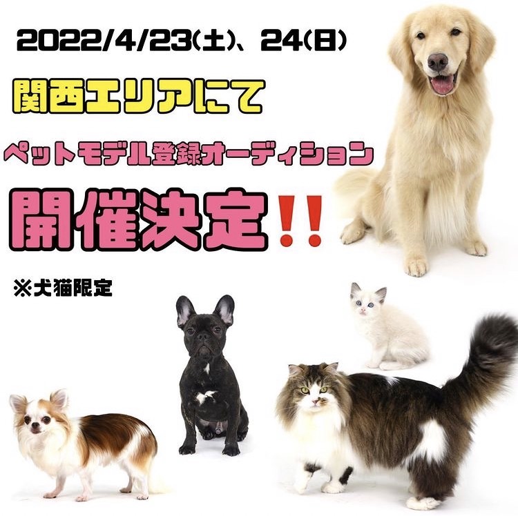 エムドッグス,動物プロダクション,ペットモデル,ペットタレント,モデル犬,タレント犬,関西