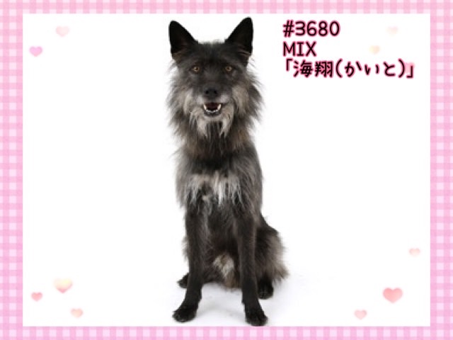 エムドッグス,動物プロダクション,ペットモデル,ペットタレント,モデル犬,タレント犬,MIX犬,海翔,かいと