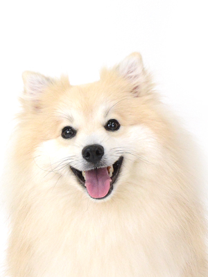 エムドッグス,動物プロダクション,ペットモデル,ペットタレント,モデル犬,タレント犬,MIX犬,つき
