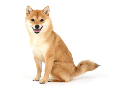 ⭐ゆずちゃん様オーダー(柴犬3段)＋2点♥️DIY♥️--167・173・176 犬、プレゼントの喜び方が可愛すぎてる